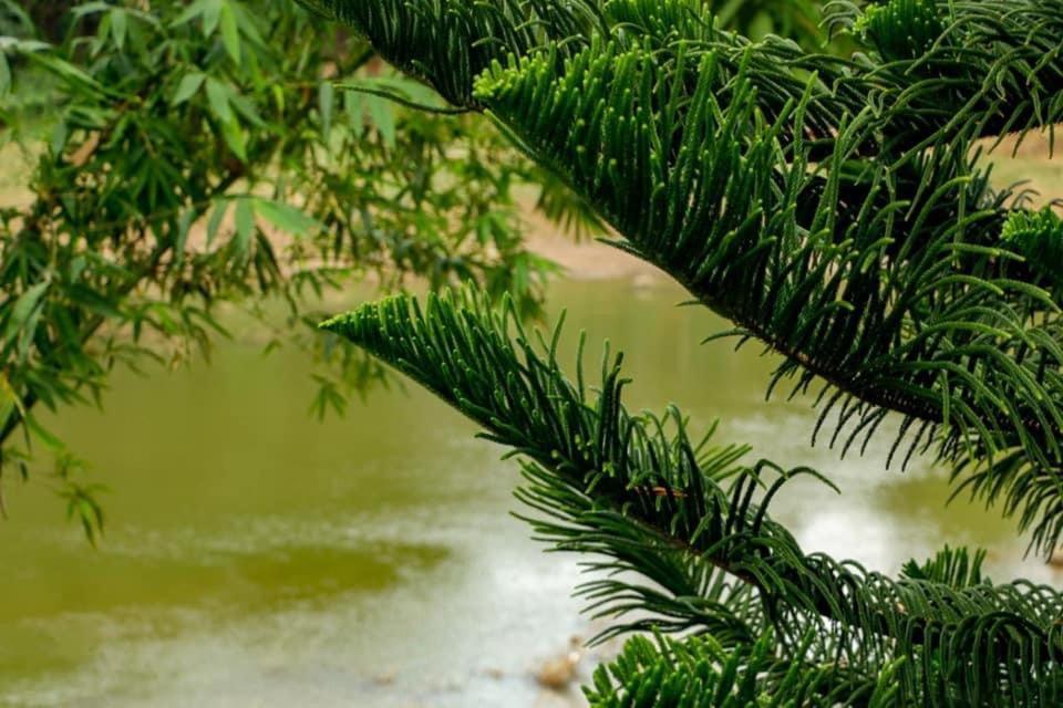 Sadhara River View Lodge Канди Экстерьер фото